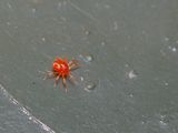 Spider Mite