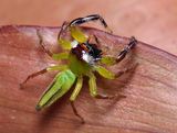 Green jumping spider