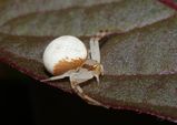 Flower Spider