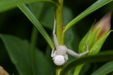 White Flower Spider