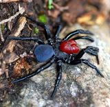 Red-headed Mouse Spider