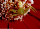 Flower Spider