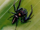 Biting Jumping Spider