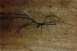 Long Jawed Spider