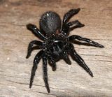 Victorian Funnel-web Spider