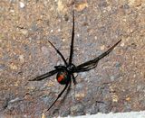 Redback Spider