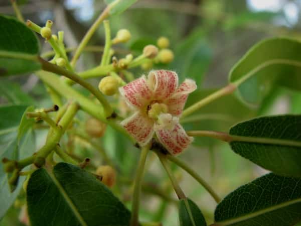 Brachychiton rupestris - Bottle Tree
