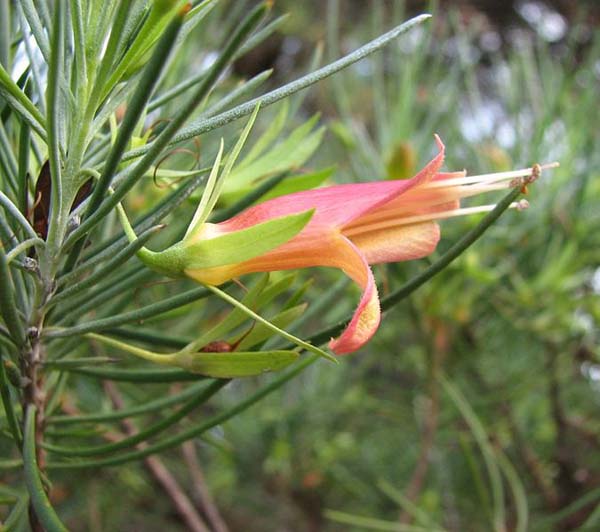 eremophila glabra ssp carnosa red frost eremophila glabra ssp carnosa red frost