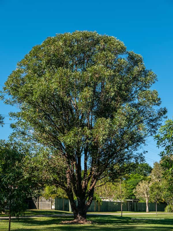 Eucalyptus robusta - Swamp Mahogany