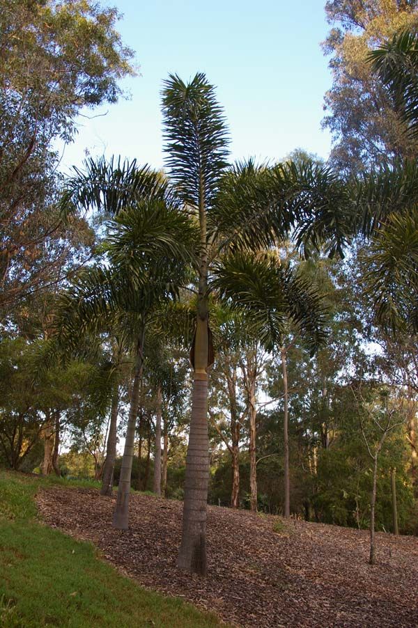 Wodyetia bifurcata Foxtail Palm